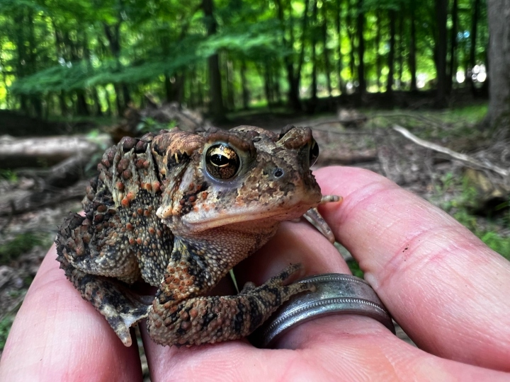 American Toad